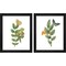 Greenery Butterflies by Wild Apple Portfolio, 2 Piece Black Framed Art Set